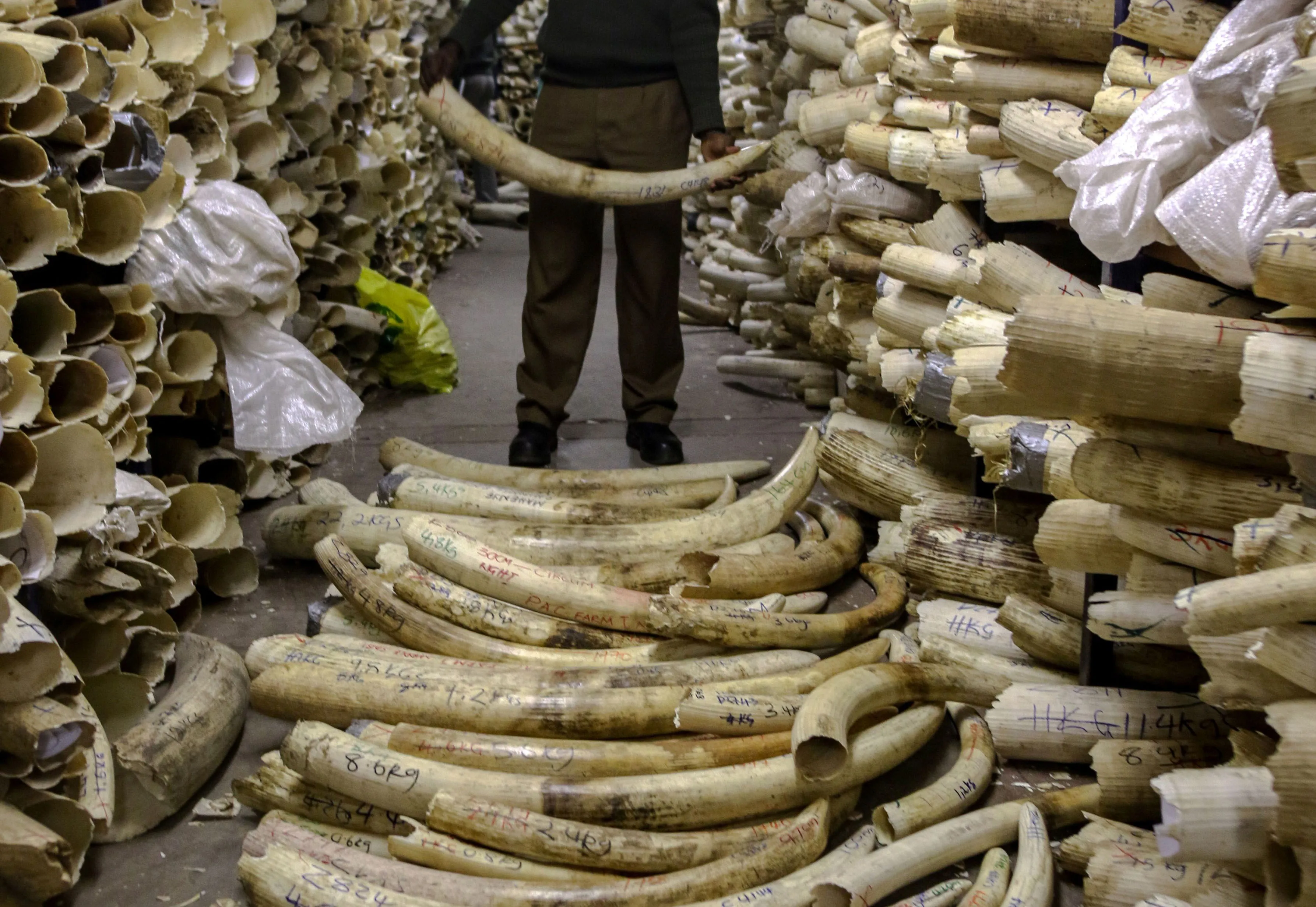 A Zimbabwe National Parks game ranger holds an elephant ivory tusk in the country's ivory vault in Harare, on June 2, 2016.&nbsp;