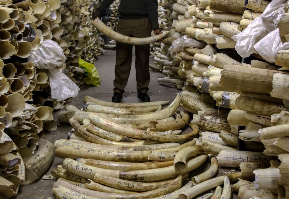 A Zimbabwe National Parks game ranger holds an elephant ivory tusk in the country's ivory vault in Harare, on June 2, 2016.