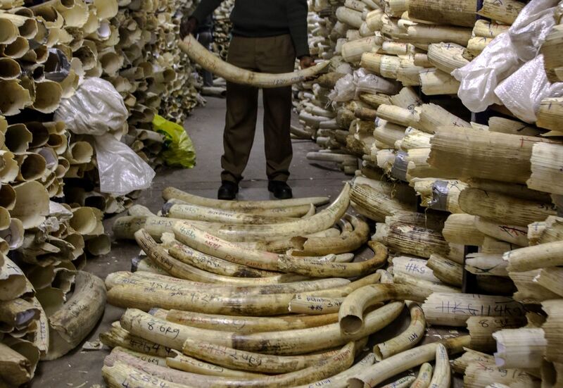A Zimbabwe National Parks game ranger holds an elephant ivory tusk in the country's ivory vault in Harare, on June 2, 2016. 