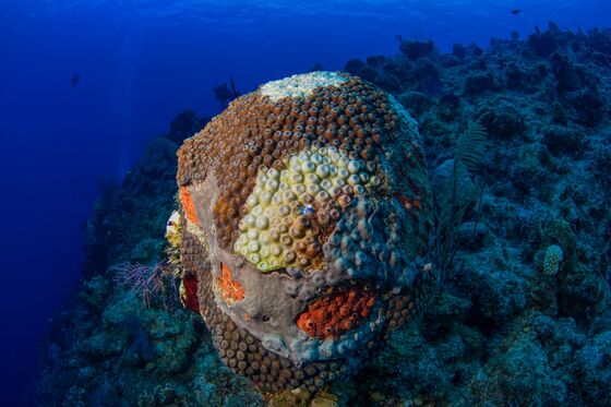 This Deadly Coral Disease Is Threatening More Than Just Reefs