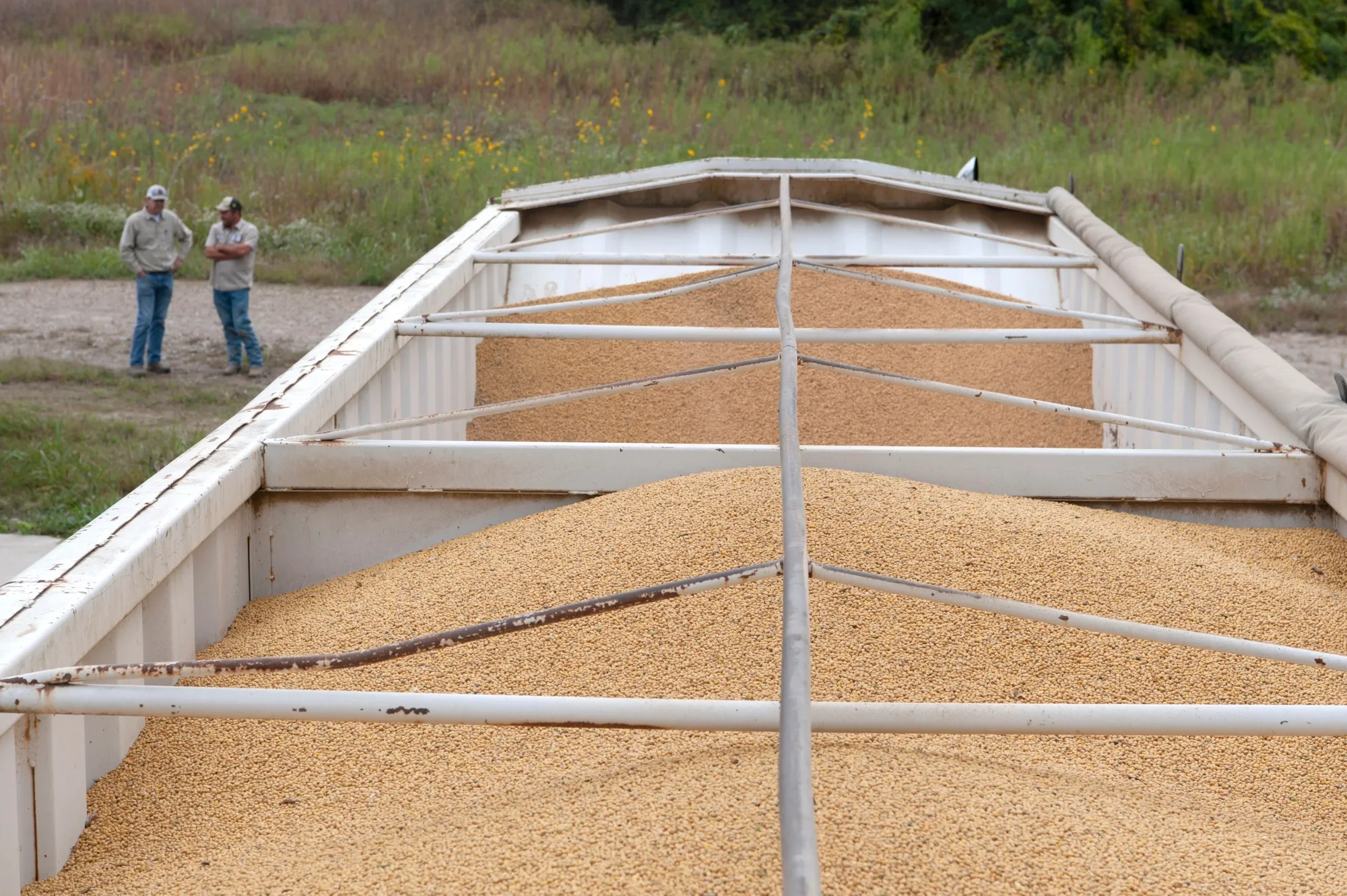Farmers watch as soybeans are moved from a grain truck to a storage silo on a farm near Gregory, Arkansas.