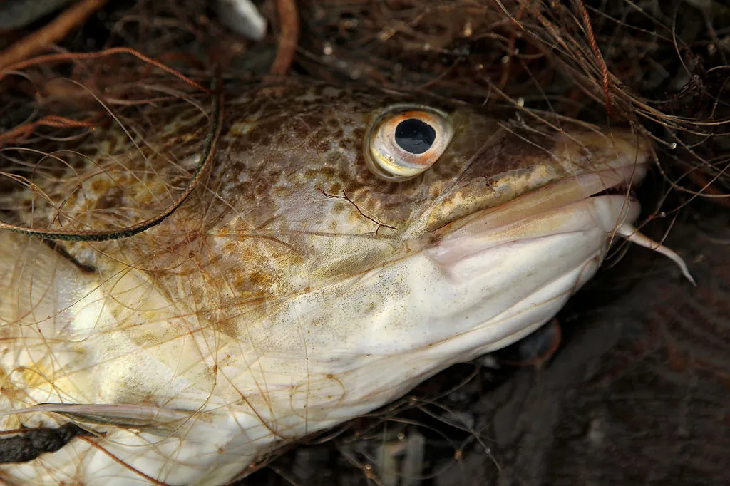 Heed the cod.
