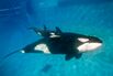 Killler Whale Calf At SeaWorld San Diego