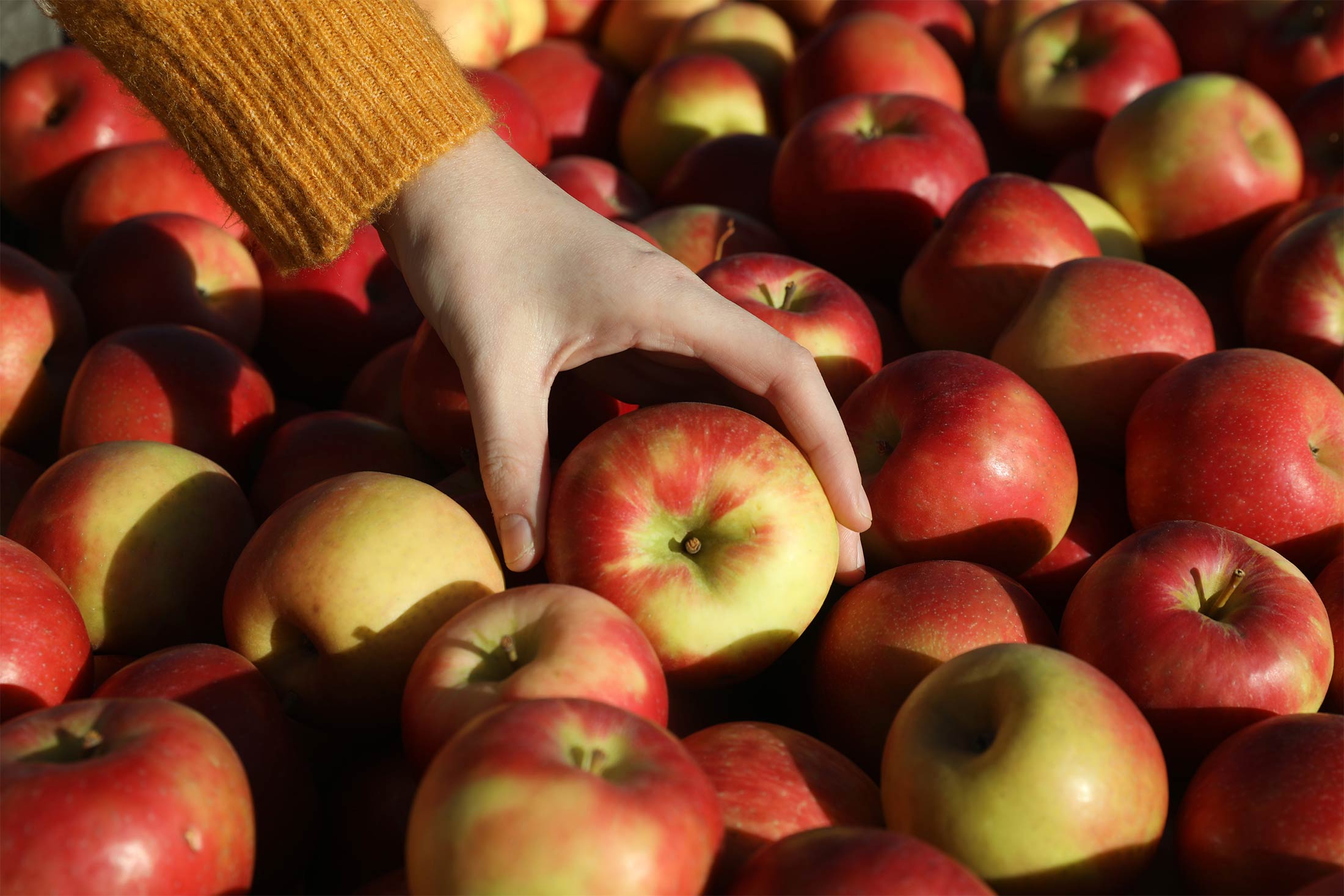 SugarBee apples are grown in the elevated orchards of Washington State. It  is a cross-pollinated apple between a Honeycrisp and another unknown variet  Stock Photo - Alamy