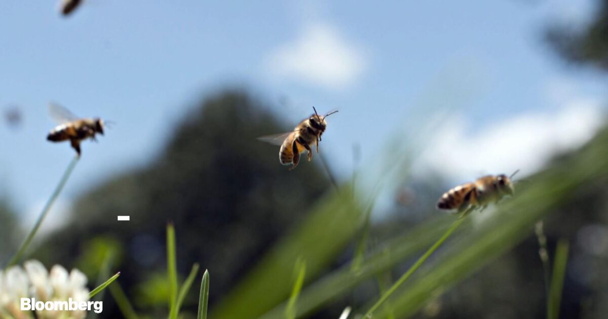indvirkning Sandet side Australia's Fires Kill Millions of Bees, Threatening Almond, Honey  Industries - Bloomberg