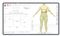 A Styku body scan readout