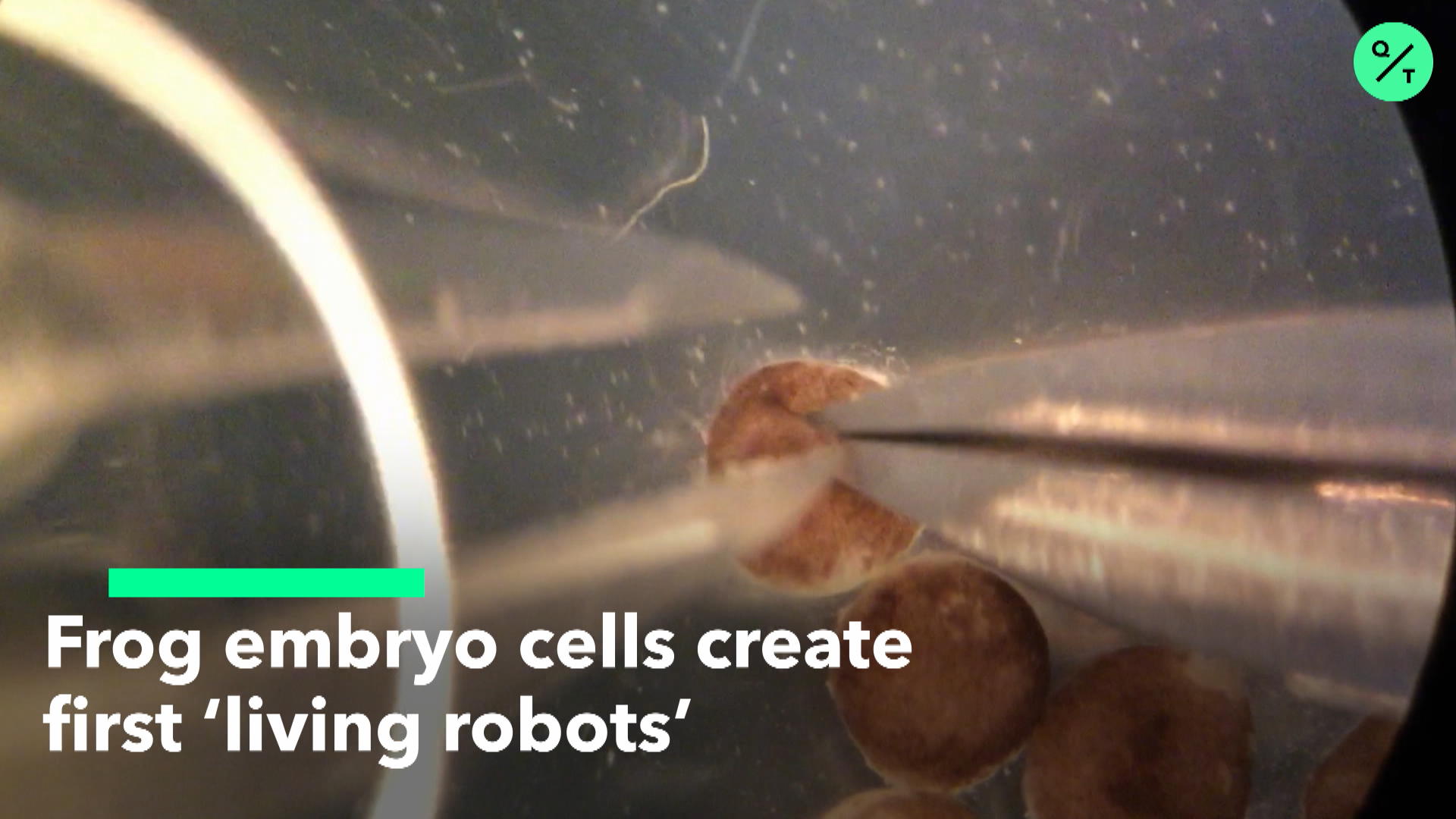 Watch Frog embryo cells create ‘living robots’ - Bloomberg