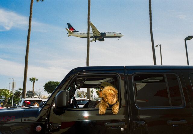 Mini doodle hangs its paws over the driver side window of a Jeep while a plane flies low overhead in Westchester, California