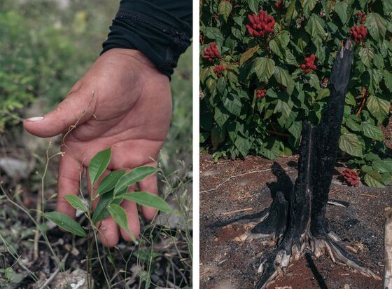 How Mexico’s Vast Tree-Planting Program Ended Up Encouraging Deforestation