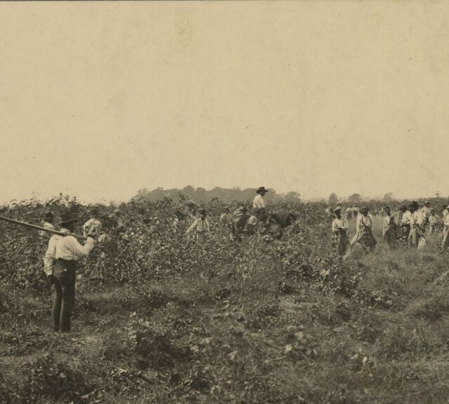 Prisoners picking cotton at Angola, circa 1900.