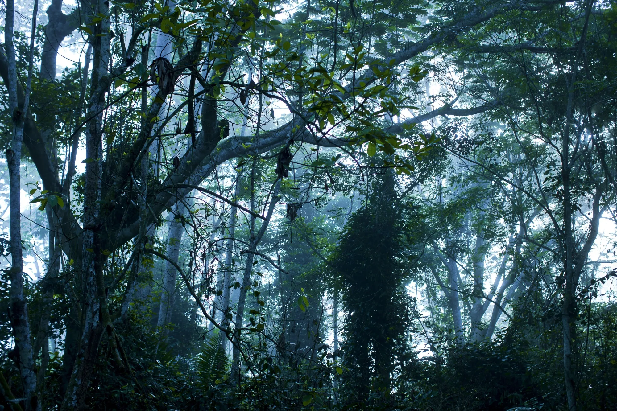 Cameroon Logging