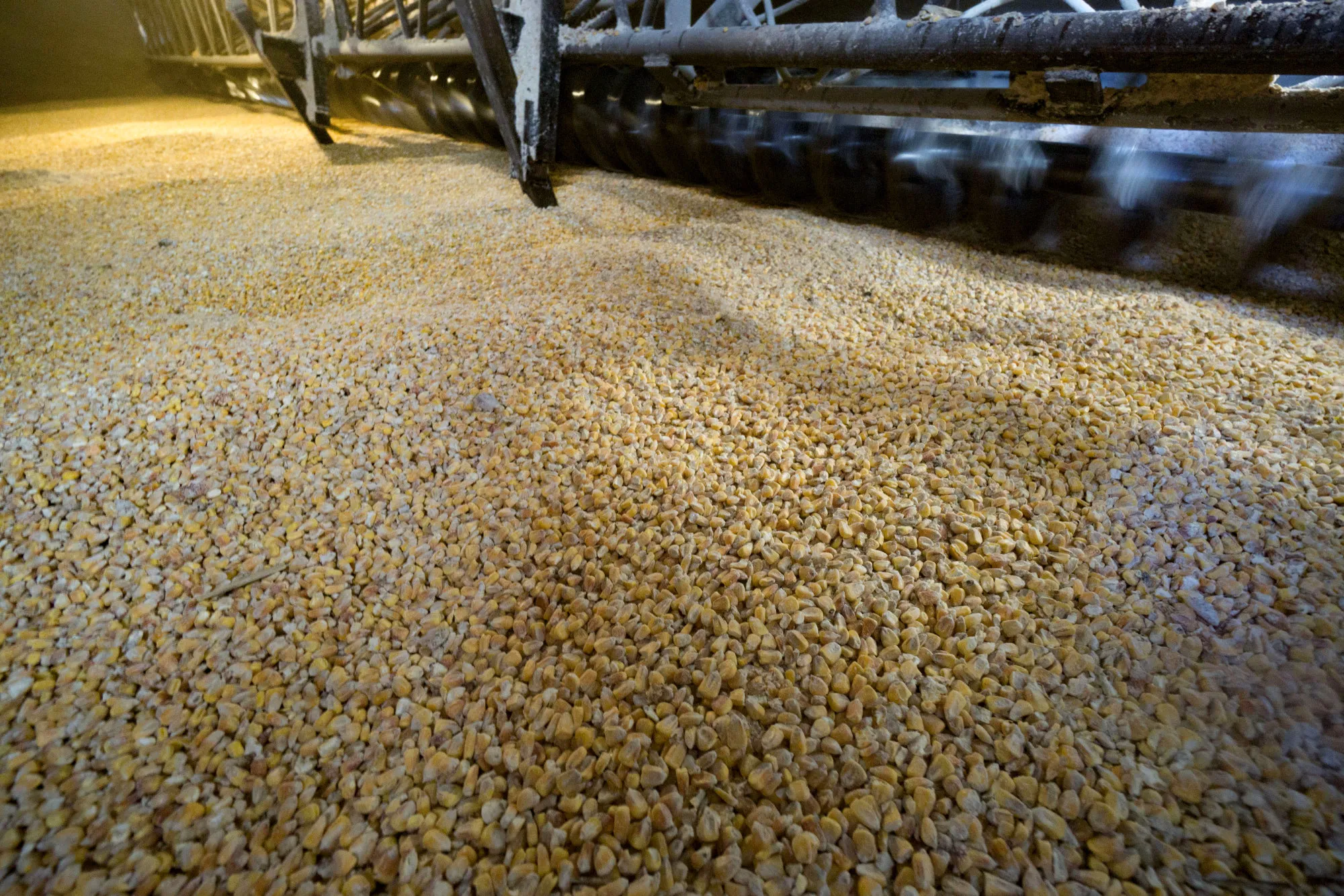 Corn grain sits inside a storage silo&nbsp;in Odessa, Ukraine.