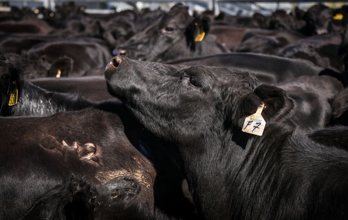 ⚫️ BLOOMBERG: "Fine del divieto sulle carni bovine statunitensi: Impatti sugli esportatori e consumatori"