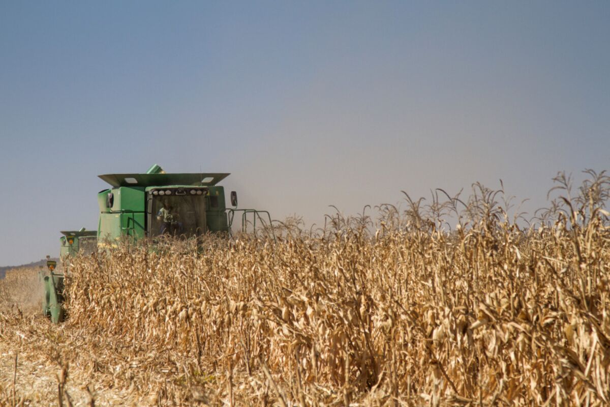 South Africa’s Quarterly Farm Exports Surge, US Shipments Rise