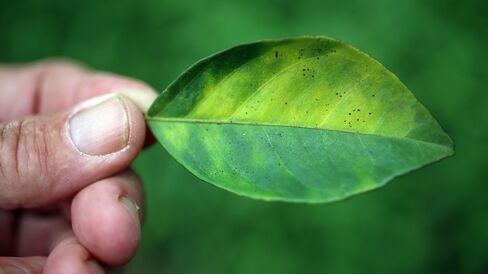 Citrus greening