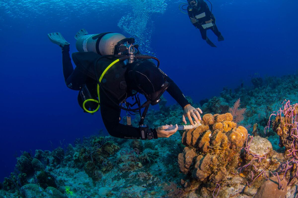 This Deadly Coral Disease Is Threatening More Than Just Reefs - Bloomberg