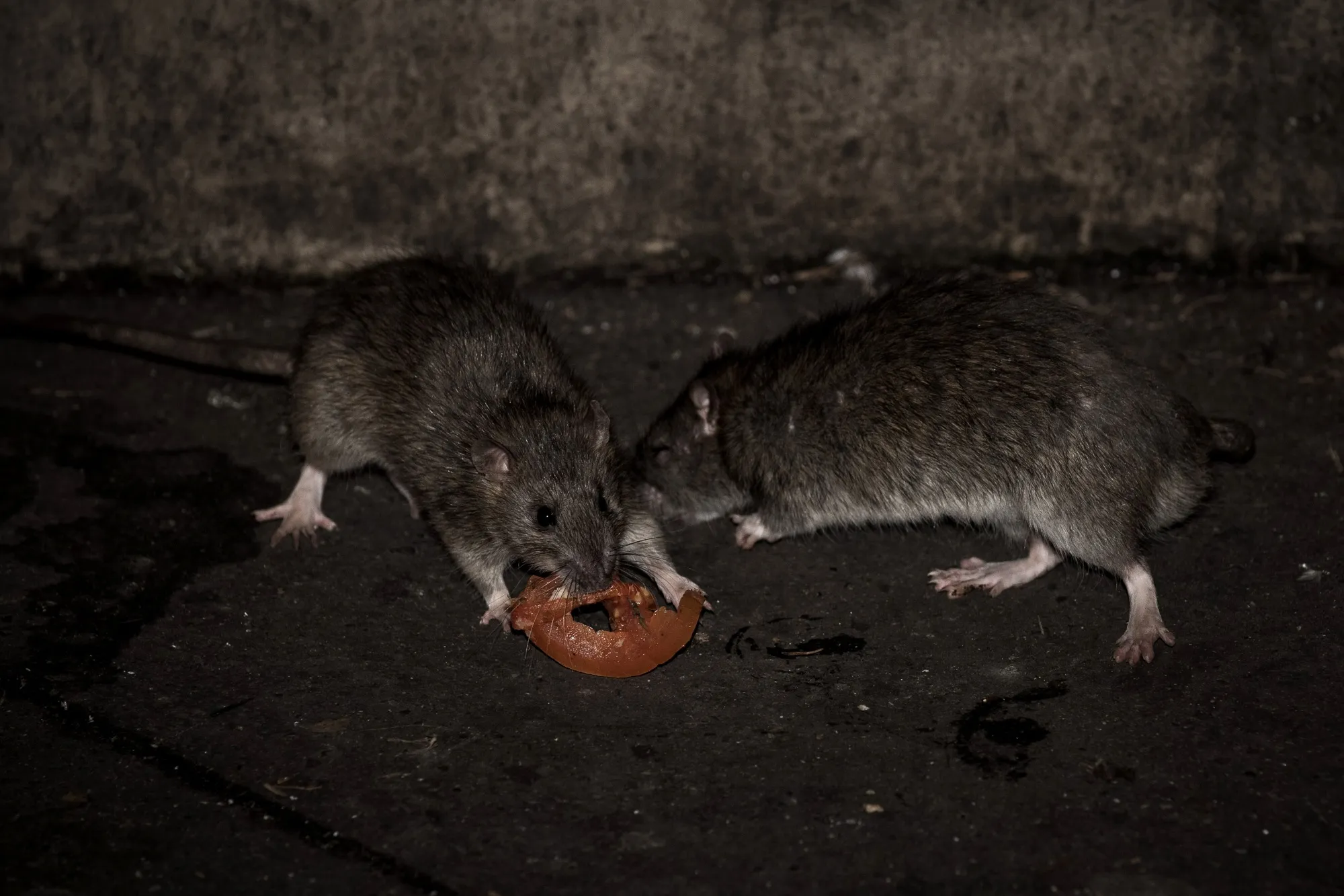 Warmer Winters Are Helping Boost Urban Rat Populations: CityLab Daily ...
