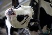 Operations On A Dairy Farm As Trudeau Says Canada's Not The Challenge For U.S.