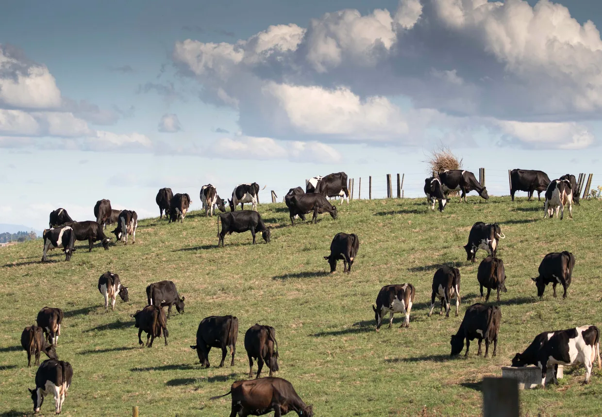 Dairy cows graze at a farm&nbsp;in Hamilton, New Zealand.