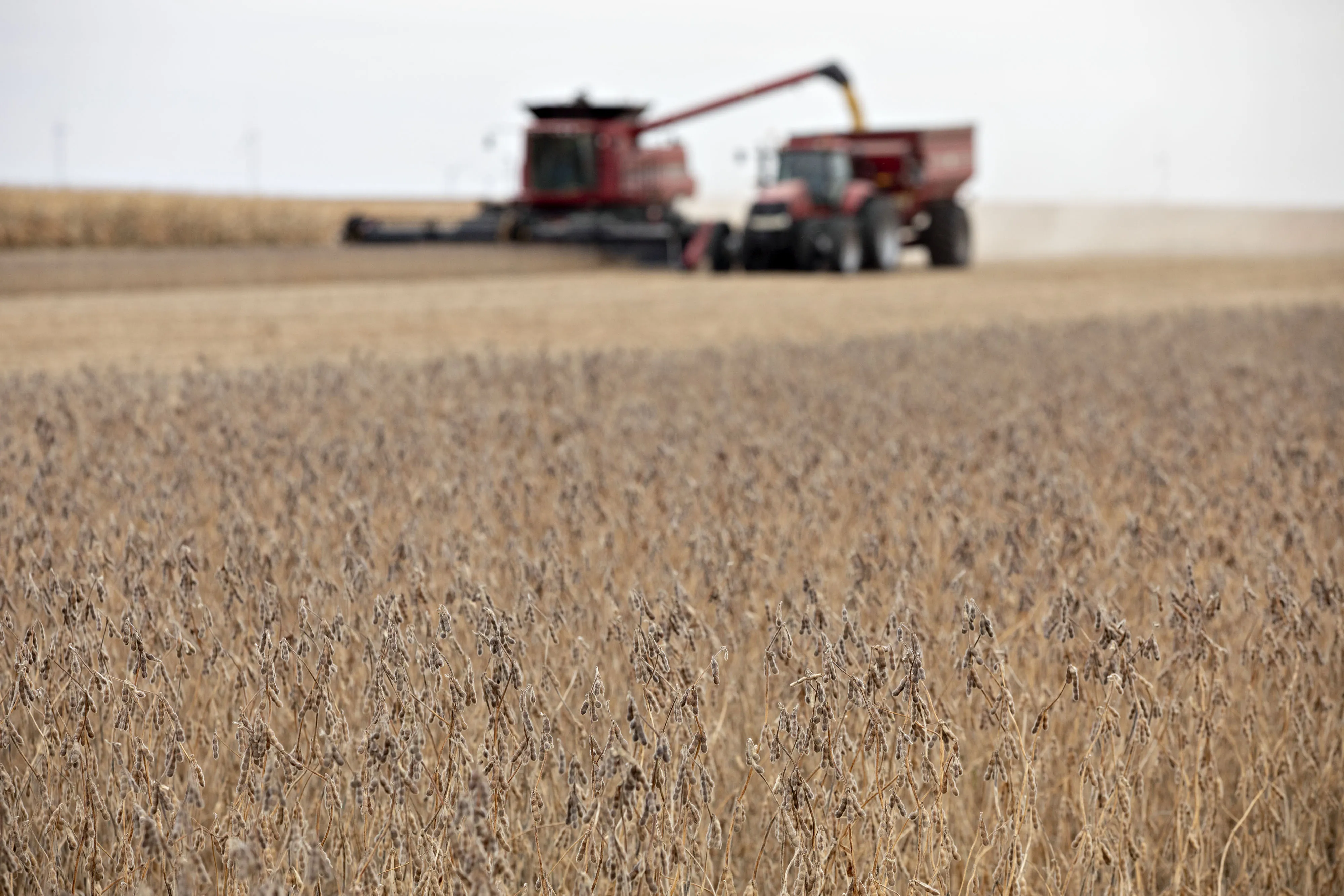 Hedge Funds Go All In On Soybeans As Bull Wagers Jump Sevenfold