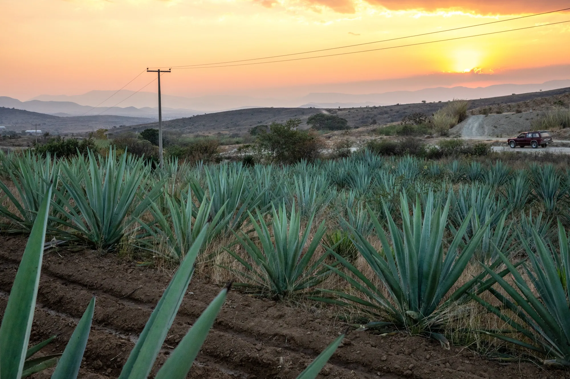An Agave Harvest And Mezcal Distillery Ahead Of GDP Figures