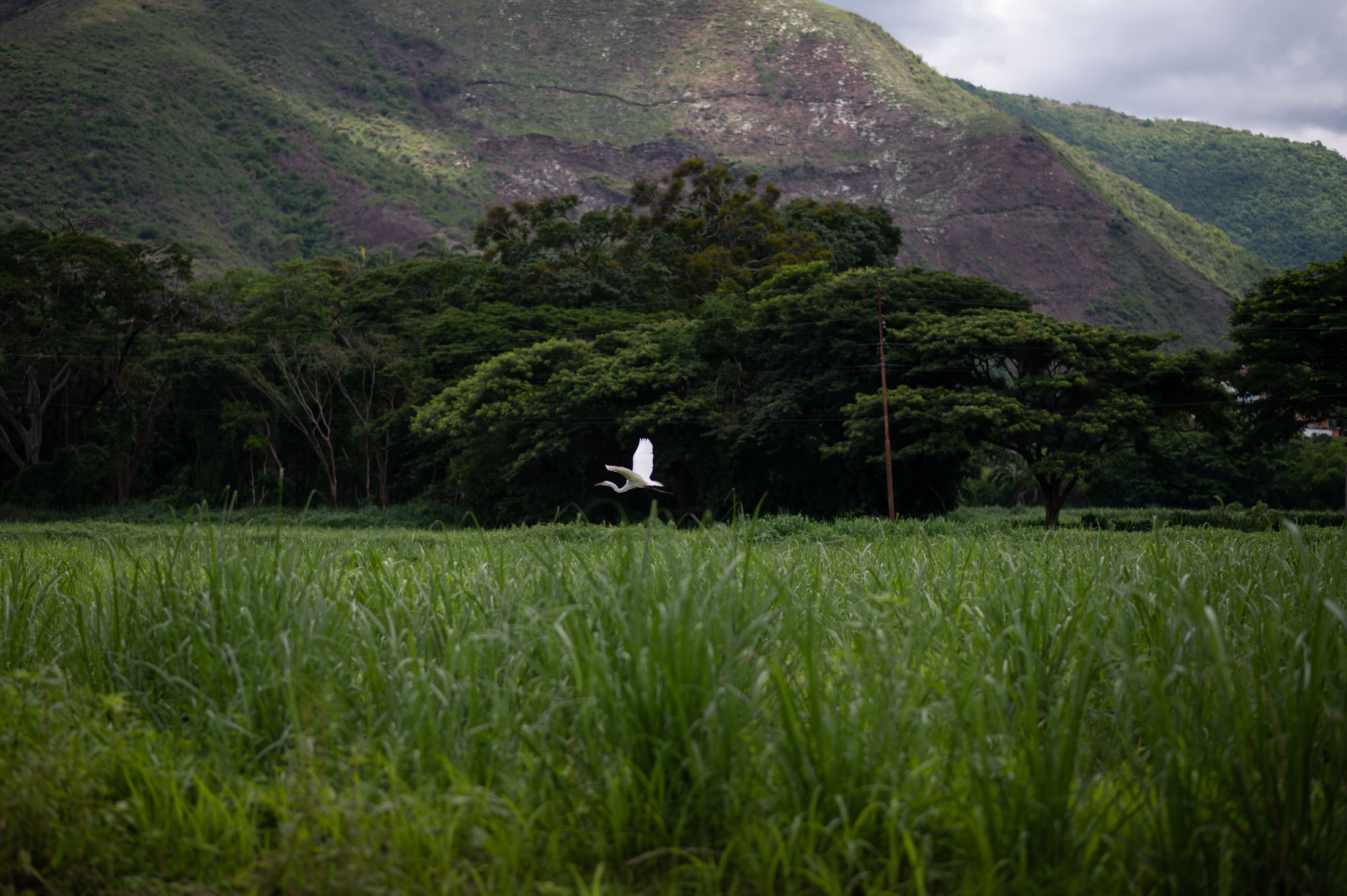 A bird flies over a sugarcane field at the distillery. (Gaby Oraa/Bloomberg)