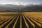 Marlborough Winery at Sunset