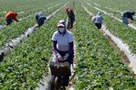 Migrant workers harvest strawberries at a farm near Oxnard, Calif, on March 13