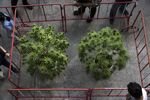 Cannabis plants on display at the Ganja Expo, organized by the Thai Health Ministry, in Buriram province, Thailand, in March 2021.&nbsp;