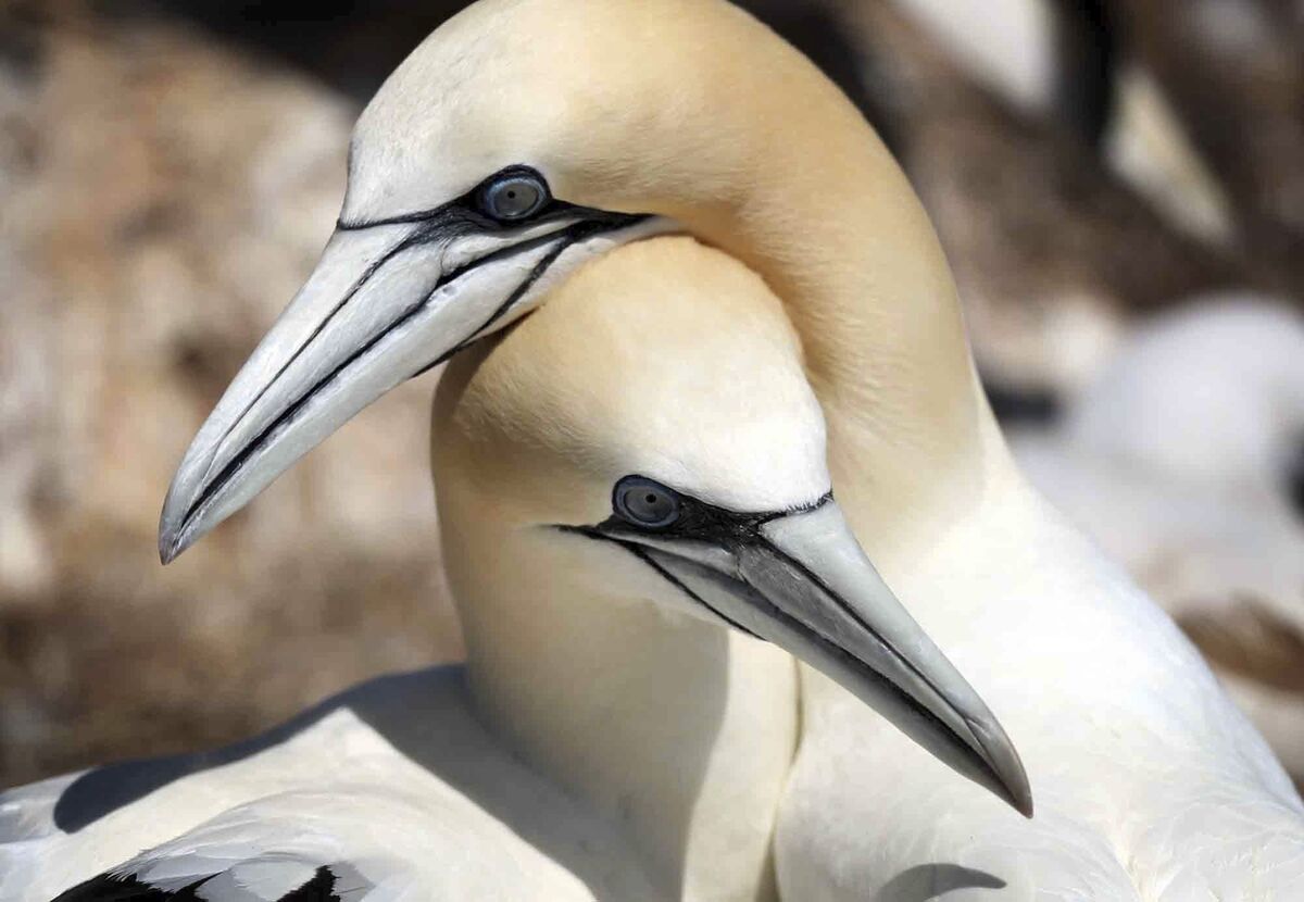 Heat No Food Deadly Weather Climate Change Kills Seabirds Bloomberg Heat No Food Deadly Weather Climate Change Kills Seabirds Bloomberg
