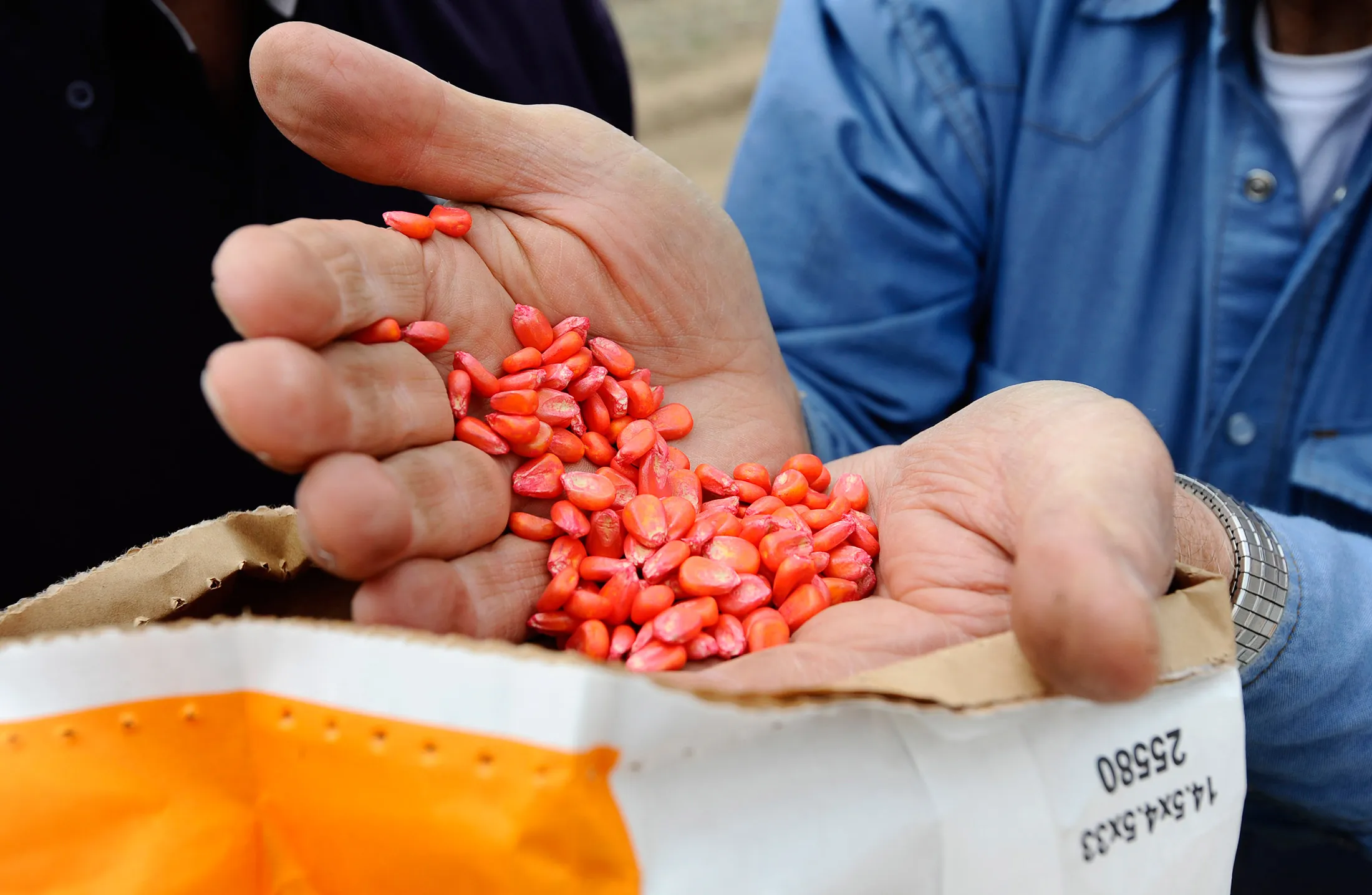 DuPont's drought-tolerant 'Pioneer' corn seeds.
