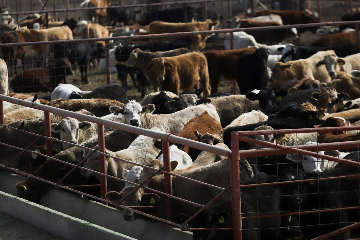 Deadly Screwworm Pest Revives Old Fears on Texas Ranches