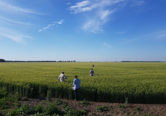 Break in Clouds for Macri as Argentina Revs Wheat Harvesters