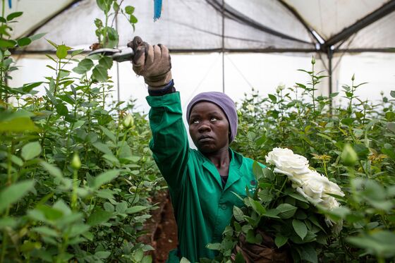 Lockdown Easing in Europe Revives Kenyan Flower Industry