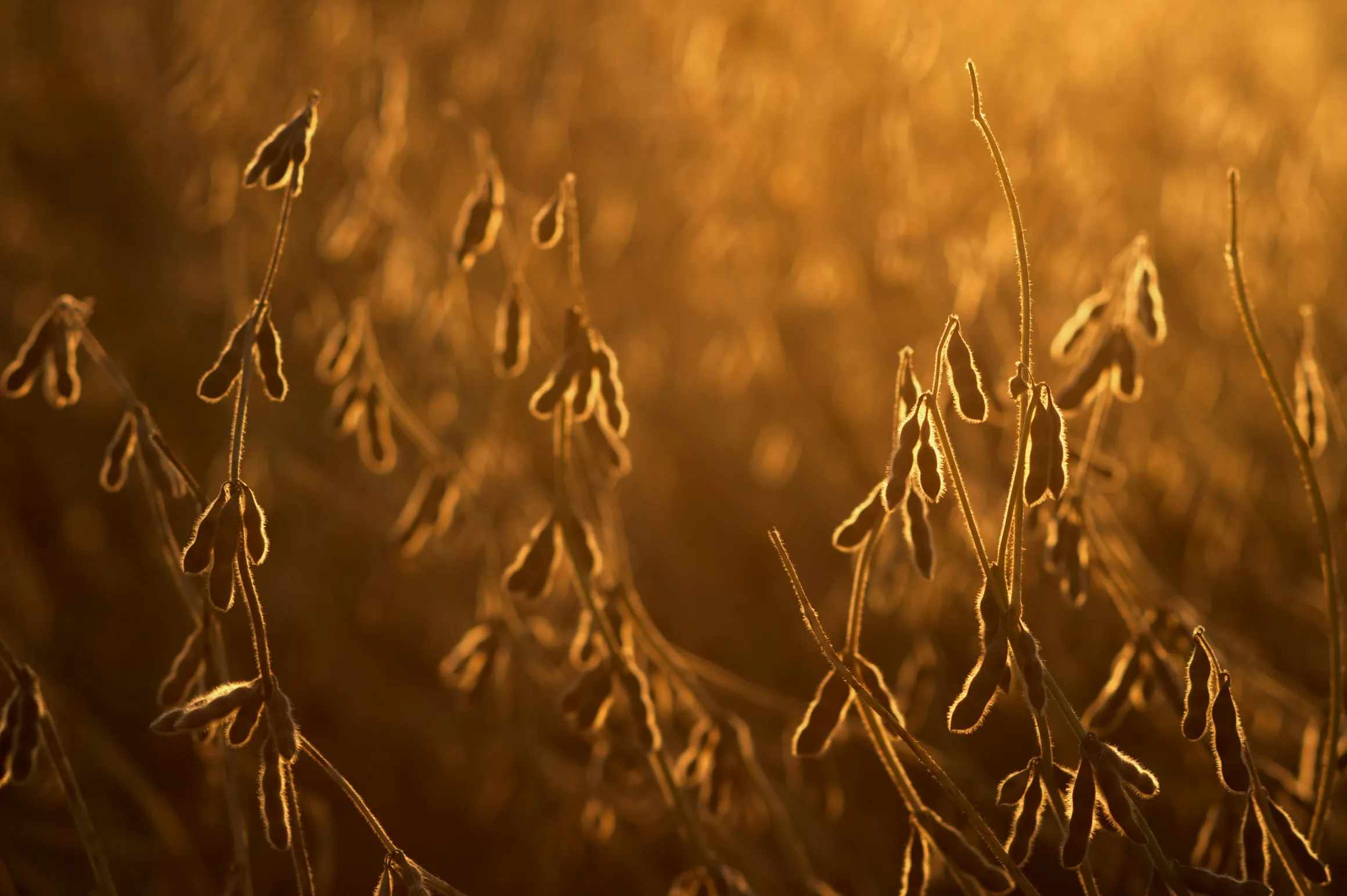 Soybeans Rally From One-Month Low As U.S. Shipments Increase