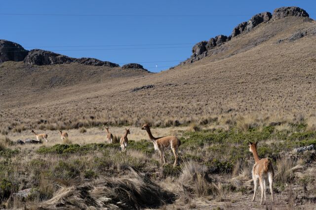 Vicuñas recién esquiladas tras el chaccu de 2023. Si estos animales son capturados de nuevo este año, deberán ser soltados. A las vicuñas solo se les puede esquilar cada dos años.