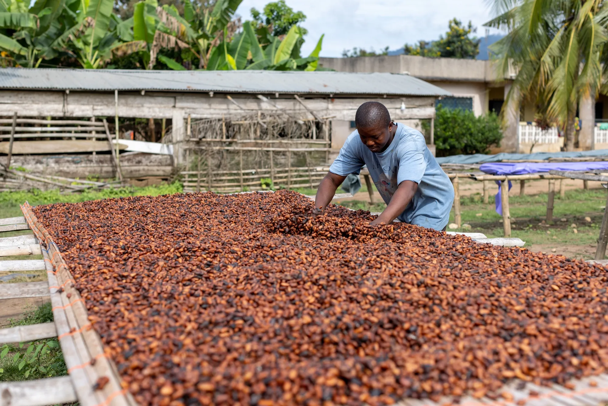 A farmer arranges cocoa beans to dry at a farm in Kwabeng, Ghana.
