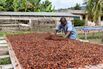 Chocolate and Cosmetics Face Price Jolt From Cocoa Supply Chain Law