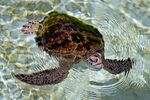 A rescued Green sea turtle swims in a pond at the Khor Kalba Conservation Reserve in the city of Kalba, on the east coast of the United Arab Emirates, on Feb. 1, 2022. 