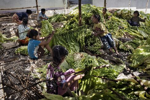 Children tie tobacco leaves onto sticks before curing in East Lombok.