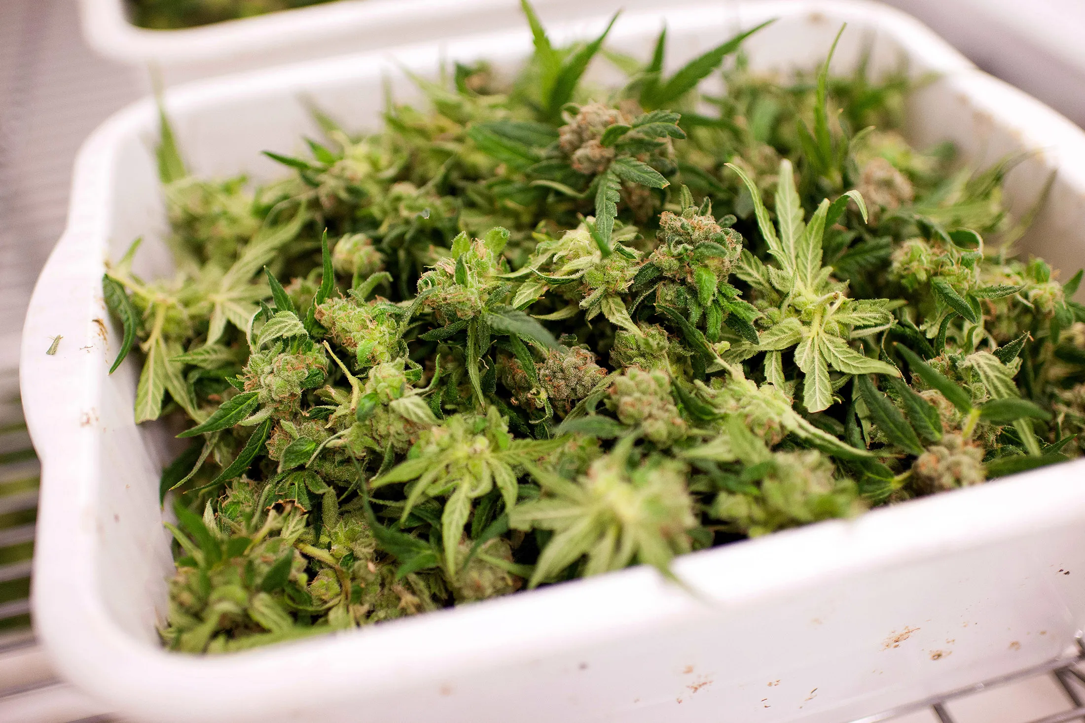 Operations Inside The Tweed Inc. Production Facility As Trudeau Win Signals Gains For Marijuana Stocks