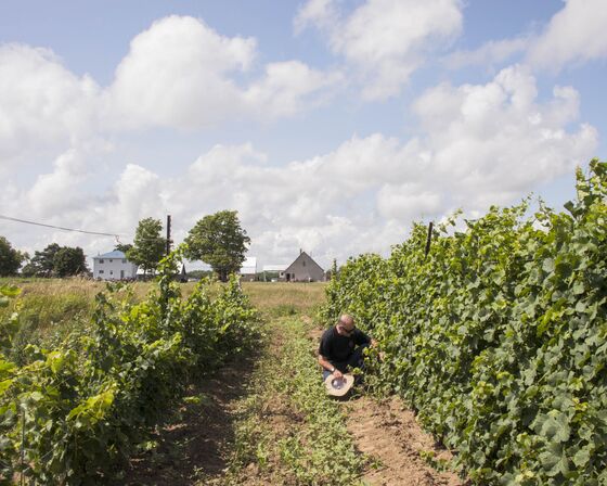 This Tiny Canadian Peninsula Wants to Be the Next Burgundy