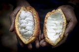 IMF-Backed Program Aims to Cut Ghana Cocoa Regulator’s Losses