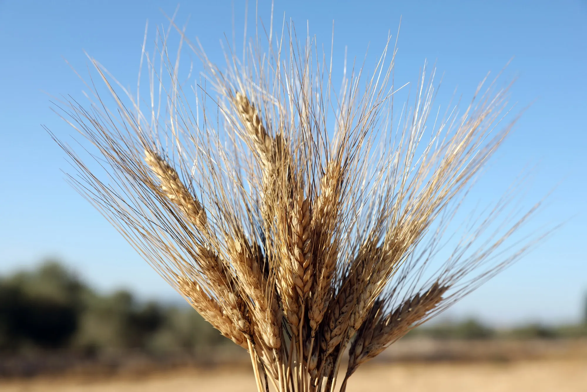 Summer Wheat Harvest in Lebanon