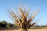 Summer Wheat Harvest in Lebanon