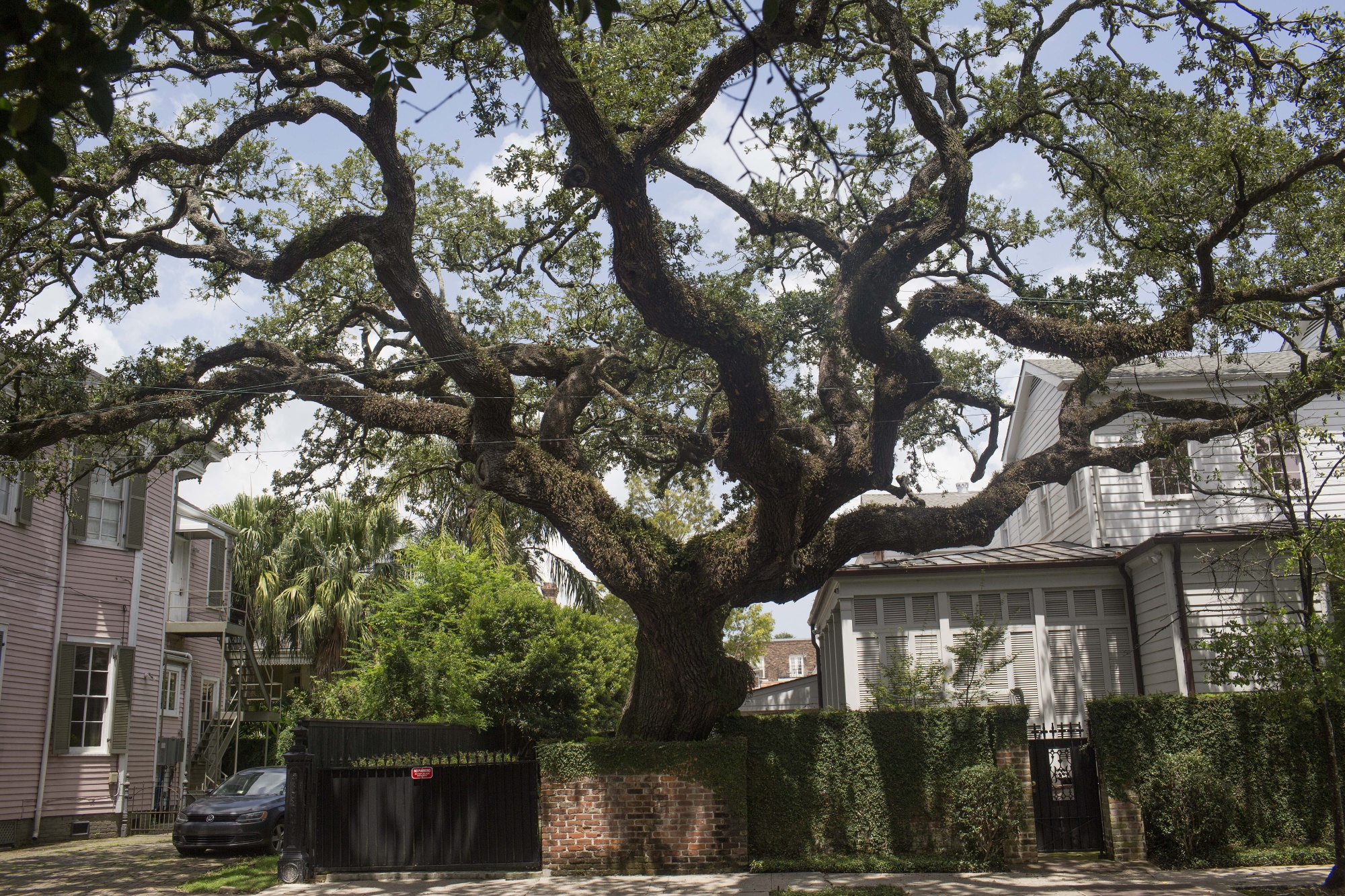 While huge live oak&nbsp;trees are a fixture of New Orleans neighborhoods like&nbsp;the Garden District, the city’s overall tree canopy has been in decline.&nbsp;