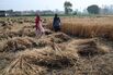 Wheat Harvesting in India