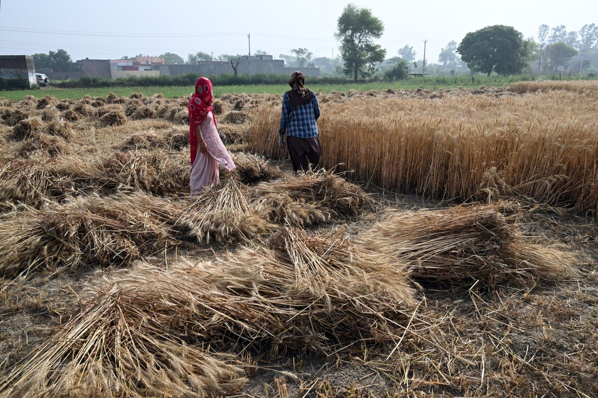 India Allows Some Exports of Wheat Products After Three-Year Ban.
