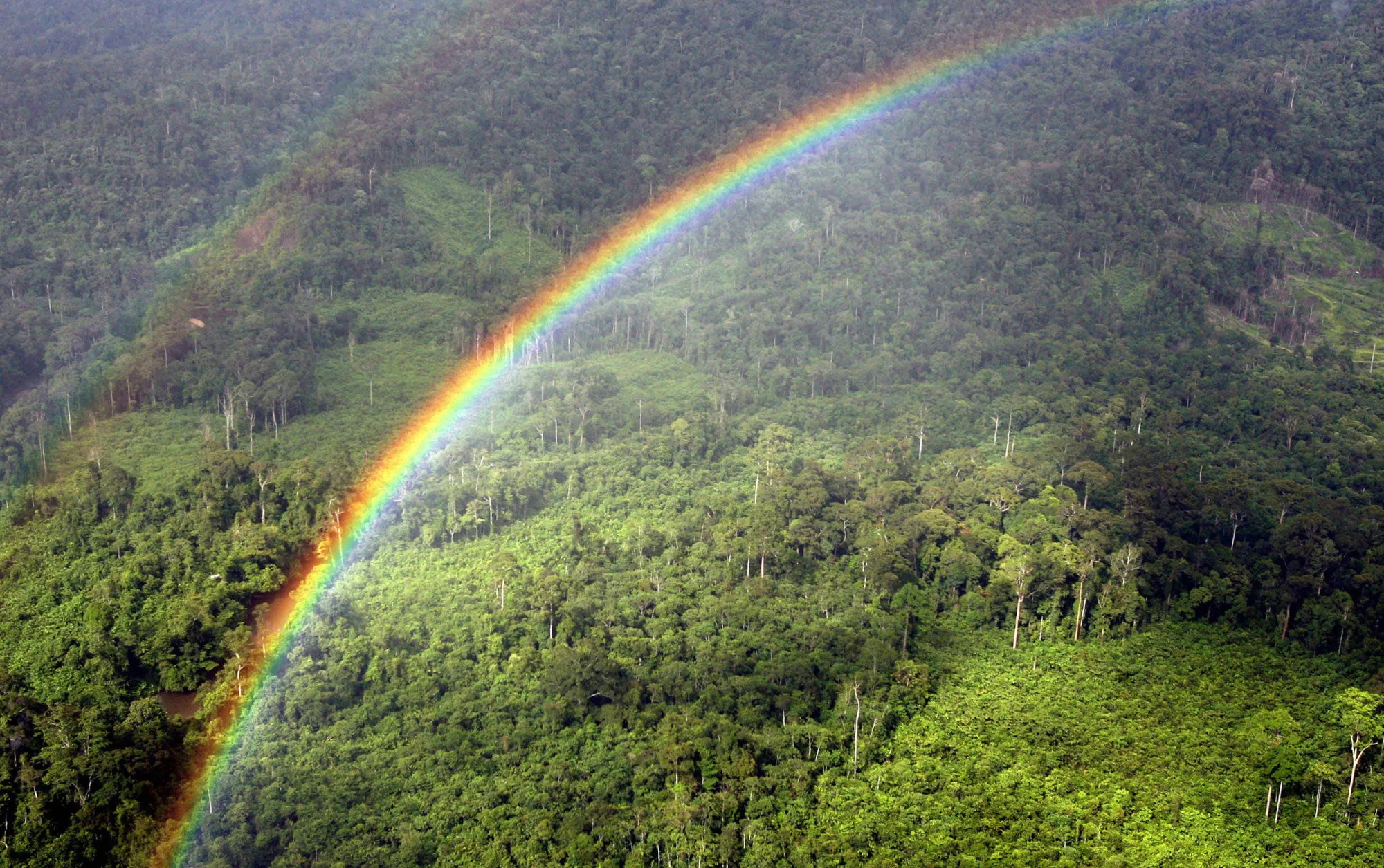 1492673941_MALAY_RAINFOREST