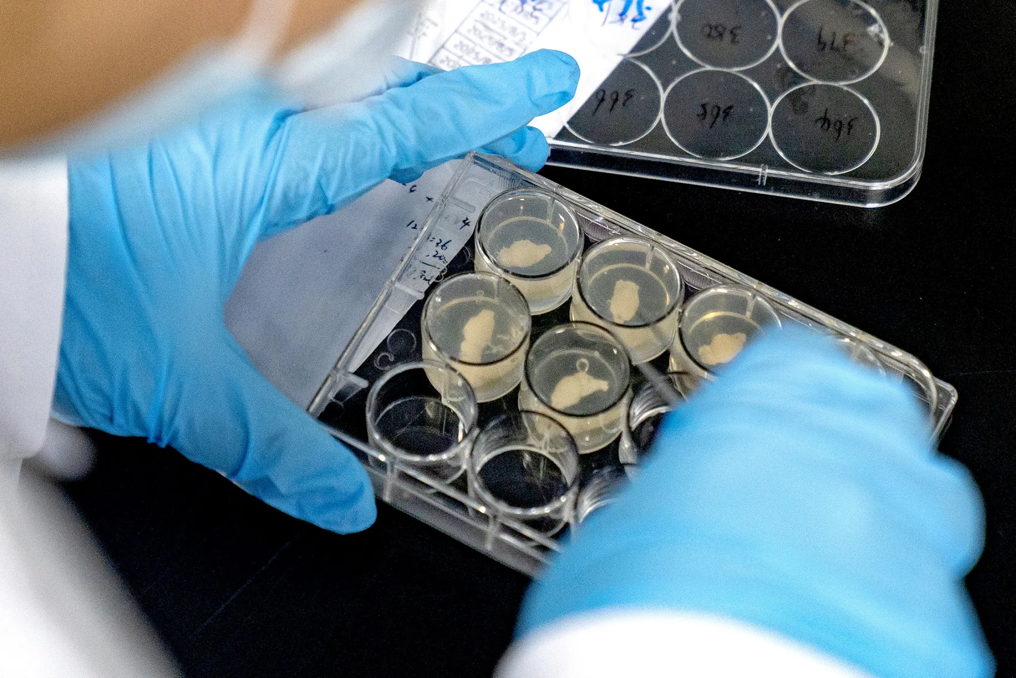 Sineugene Laboratory in Beijing